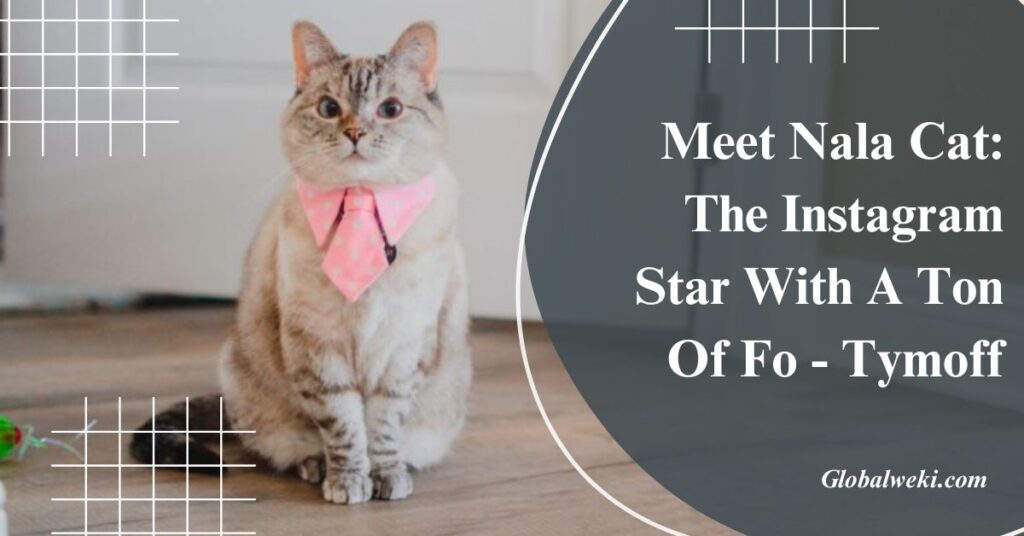 Meet Nala Cat: The Instagram Star With A Ton Of Fo - Tymoff