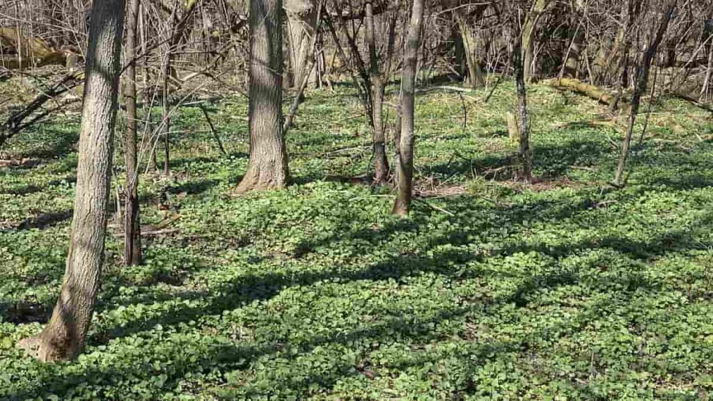 How Does Garlic Mustard Affect The Ecosystem?