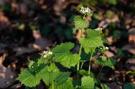 What Makes The Taiga Biome Suitable For Garlic Mustard?