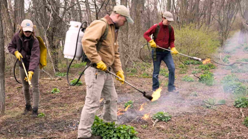 What Role Do Human Activities Play In The Spread Of Garlic Mustard?